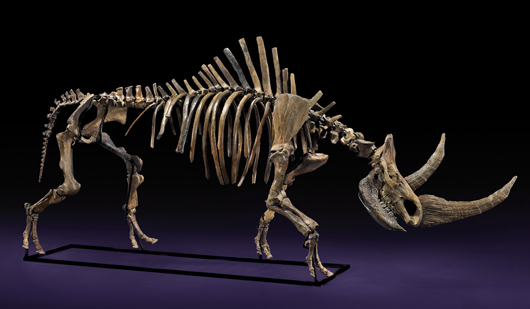 Woolly rhinoceros skeleton, 177 inches long, origin Siberia, ex Kashiwagi Museum collection. Estimate $90,000-$120,000. I.M. Chait image.