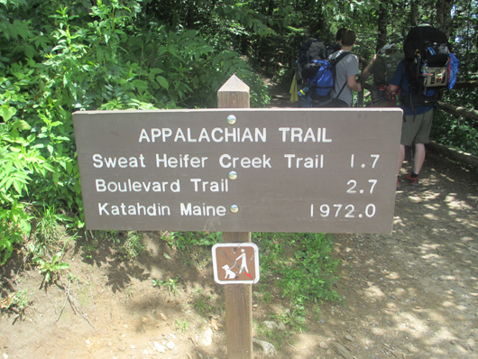 The Appalachian Trail at Newfound Gap in the Great Smoky Muntains National Park. Image by Billy Hathorn. This file is licensed under the Creative Commons Attribution 3.0 Unported license. 