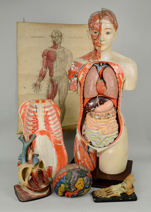 Wide assortment of medical models, doctors’ instruments and teaching aids are featured as part of the Buk Collection. Grogan & Co. image.