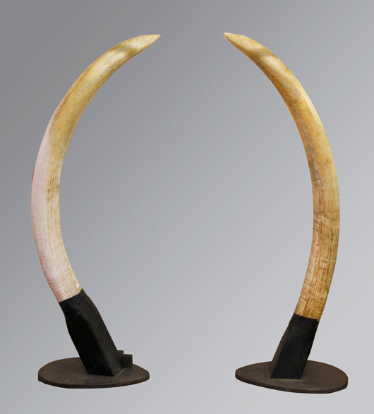 Pair of monumental elephant tusks. Kaminski Auctions image.