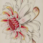 Sievert (August, 1820-1840), ‘Florilegium,’ collection of over 1,100 fine original watercolor botanical drawings, c. 1840. Estimate: £20,000-25,000. Bloomsbury Auctions image.