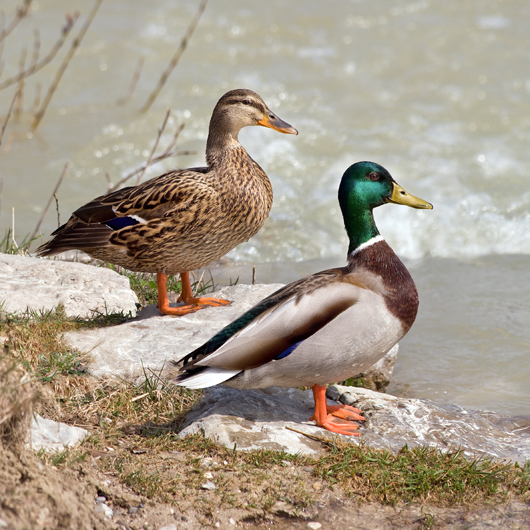 Female (left) and male mallards (wild ducks), indigenous to the temperate and subtropical Americas, Europe, Asia and North Africa. Mallards also have been introduced to New Zealand and Australia. Photo by Richard Bartz, licensed under the Creative Commons Attribution-Share Alike 2.5 Generic license.  