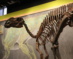 Reconstruction of a Hadrosaurus foulkii at the Academy of Natural Sciences of Drexel University, Philadelphia. Image by Jim the Photographer of Springfield, Pennsylvania; licensed under the Creative Commons Attribution 2.0 Generic license.