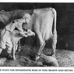 Postcard of John K. Daniels’s butter sculpture of a boy, cow and calf, Iowa State Fair, 1904. Sponsored by Beatrice Creamery Co. Image courtesy of Wikimedia Commons.