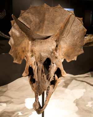 Front view of a triceratops skull. Houston Museum of Natural Science. Image by Ed T from Sugar Land, Texas. This file is licensed under the Creative Commons Attribution-Share Alike 2.0 Generic license.