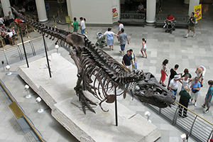 Sue, the largest and most complete Tyrannosaurus rex skeleton known, at the Field Museum in Chicago. Image by Shoffman11, courtesy of Wikimedia Commons.