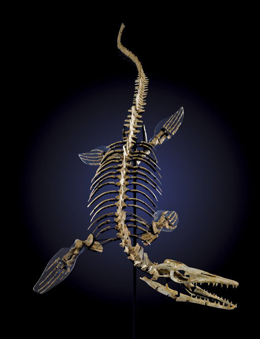A top candidate for Kansas State Fossil is the mosasaur, a predatory swimming reptile that inhabited Kansas in prehistoric times when the region was covered by an inland sea. This superb example of a mosasaur skeleton was auctioned by I.M. Chait of Beverly Hills, Calif., on May 4, 2013. Image courtesy of LiveAuctioneers Archive and I.M. Chait.