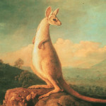 'A portrait of the Kongouro (Kangaroo) from New Holland' by George Stubbs, 1772. Image courtesy of Wikimedia Commons.