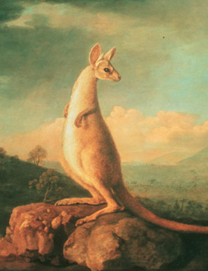'A portrait of the Kongouro (Kangaroo) from New Holland' by George Stubbs, 1772. Image courtesy of Wikimedia Commons.