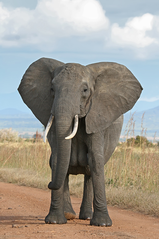 A female African Bush Elephant in Mikumi National Park, Tanzania. Photo by Muhammad Mahdi Karim, licensed under the terms of the GNU Free Documentation Licanse, Version 1.2.