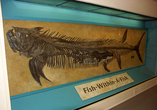 On view at the Sternberg Museum of Natural History in Hays, Kansas, are fossils of a Xiphactinus audax with a Gillicus arcuatus within its stomach. The fossils were recovered from Gove County, Kansas in 1952 by George F. Sternberg (1883–1969). Photo by Spacini, licensed under the Creative Commons Attribution-ShareAlike3 License.
