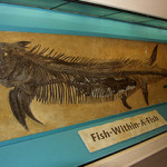 On view at the Sternberg Museum of Natural History in Hays, Kansas, are fossils of a Xiphactinus audax with a Gillicus arcuatus within its stomach. The fossils were recovered from Gove County, Kansas in 1952 by George F. Sternberg (1883–1969). Note: this is not one of the items that had been consigned to Bonhams' auction. Photo by Spacini, licensed under the Creative Commons Attribution-ShareAlike3 License.