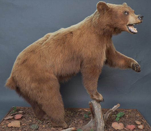 From a single-owner taxidermy collection, a black bear with brown coloring, possibly from Canada. Est. $700-$900. Sterling Associates image.