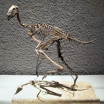 Replica of a caudipteryx zoui skeleton, which is smaller but closely related to the oviraptorosaur. Image by Ra'ike. This file is licensed under the Creative Commons Attribution-Share Alike 3.0.Unported license.
