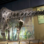 Haplocanthosaurus skeletal mount at the Cleveland Museum of Natural History. Image by ScottRobertAnselmo. This file is licensed under the Creative Commons Attribution-Share Alike 3.0 Unported license.