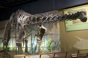 Haplocanthosaurus skeletal mount at the Cleveland Museum of Natural History. Image by ScottRobertAnselmo. This file is licensed under the Creative Commons Attribution-Share Alike 3.0 Unported license.