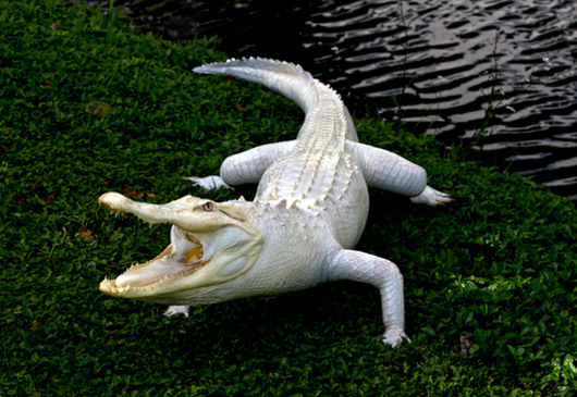 Taxidermy American albino alligator. Beaux Auctions image.