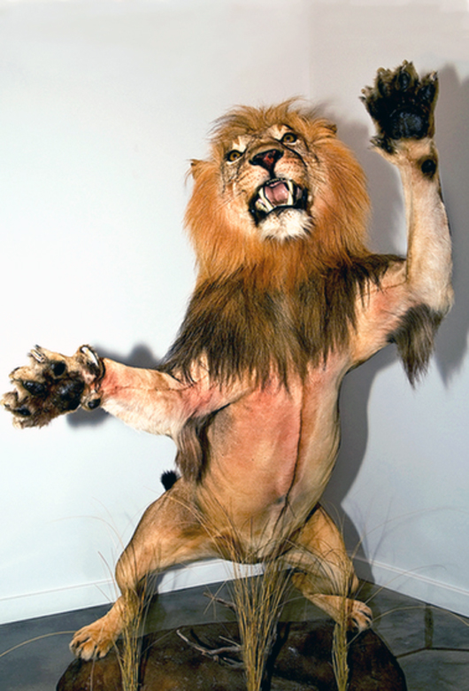 African lion, adult male. Beaux Auctions image.