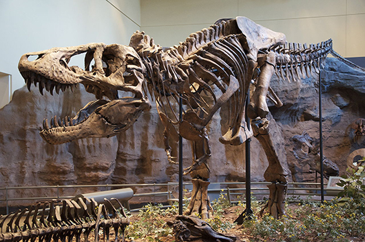 Tyrannosaurus rex holotype specimen at the Carnegie Museum of Natural History, Pittsburgh. Image by ScottRobertAnselmo. This file is licensed under the Creative Commons Attribution-Share Alike 3.0 Unported license.