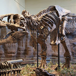 Tyrannosaurus rex holotype specimen at the Carnegie Museum of Natural History, Pittsburgh. Image by ScottRobertAnselmo. This file is licensed under the Creative Commons Attribution-Share Alike 3.0 Unported license.