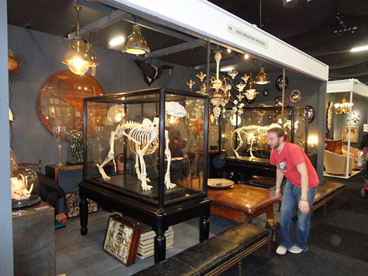 The stand of Brighton dealer Alex MacArthur at the Decorative Antiques and Textiles Fair in Battersea Park included two 1925-mounted panther skeletons in cases. Image Auction Central News.