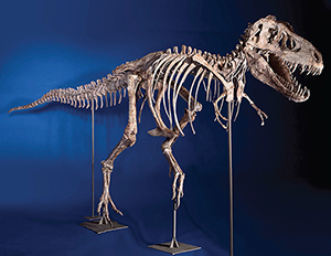 Tarbosaurus bataar skeleton, which was returned by the United States to the government of Mongolia last year. Image courtesy of Wikimedia Commons.