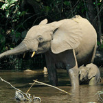 An African elephant mother bathing with her calf. This file was published in a Public Library of Science journal. The content of all PLOS journals is published under the Creative Commons Attribution 2.5 license, unless indicated otherwise.