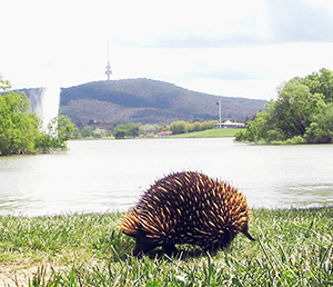 A short-nosed Echidna searching for food. Image by Skyring. This file is licensed under the Creative Commons Attribution-Share Alike 3.0 Unported license.