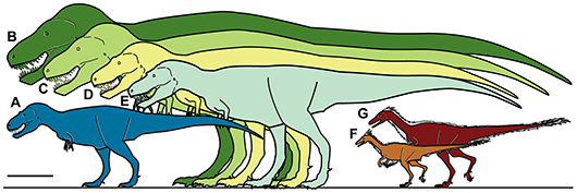 Size of Nanuqsaurus hoglundi (A) compared to other theropods, including the biggest, (B) Tyrannosaurus rex. Image by A.R. Fiorillo and R.S. Tykoski, published in a 'Public Library of Science' journal. The content of all PLOS journals is published under the Creative Commons Attribution 2.5 license, unless indicated otherwise.
