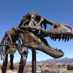 A bronze replica of the nation’s T. rex towers over Montana State University’s Museum of the Rockies, Bozeman, Montana. The actual T. rex specimen arrived at the National Museum of Natural History on April 15, and will be the centerpiece of the museum’s new 31,000-square-foot dinosaur and fossil hall, which is slated to open in 2019. Photo courtesy of Kirk Johnson, National Museum of Natural History, Smithsonian Institution.