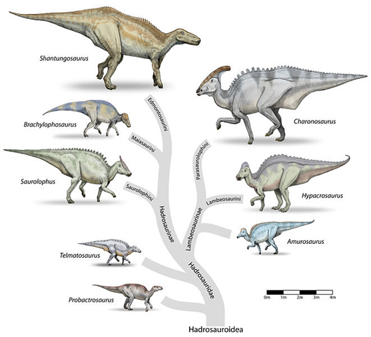Family tree depicting Hadrosaurs, or duck-billed dinosaurs, in correct comparative scale to one another. As the name implies, these creatures of the Upper Cretaceous Period had skull structures similar to those of modern ducks. Their beaks could clip leaves and twigs, which were then ground up by the thousands of teeth in the back of each Hadrosaur's mouth. Image by Debivort, Licensed under the GFDL by the author; GFDL-SELF-NO-DISCLAIMERS; Released under the GNU Free Documentation License.