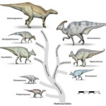 Family tree depicting Hadrosaurs, or duck-billed dinosaurs, in correct comparative scale to one another. As the name implies, these creatures of the Upper Cretaceous Period had skull structures similar to those of modern ducks. Their beaks could clip leaves and twigs, which were then ground up by the thousands of teeth in the back of each Hadrosaur's mouth. Image by Debivort, Licensed under the GFDL by the author; GFDL-SELF-NO-DISCLAIMERS; Released under the GNU Free Documentation License.