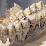 Mastodon molars at the State Museum of Pennsylvania. Image by Jstuby, courtesy Wikimedia Commons.