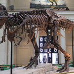 Sue, the most complete fossil skeleton of a Tyrannosaurus Rex specimen ever found. Image by Connie Ma. This file is licensed under the Creative Commons Attribution-Share Alike 2.0 Generic license.