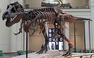 Sue, the most complete fossil skeleton of a Tyrannosaurus Rex specimen ever found. Image by Connie Ma. This file is licensed under the Creative Commons Attribution-Share Alike 2.0 Generic license.