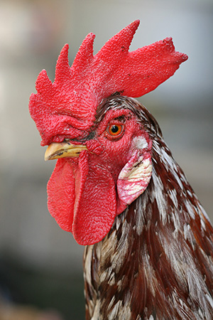 Photographic portrait of a rooster, showing wattles, earlobes and comb. Photo by Muhammad Mahdi Karim, licensed under the terms of the GNU Free Documentation License, Version 1.2.