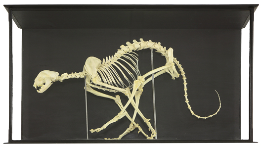 Skeleton of a cheetah mounted in a McCleay-style case. Estimate: £2,000-£3,000. Sworders image.