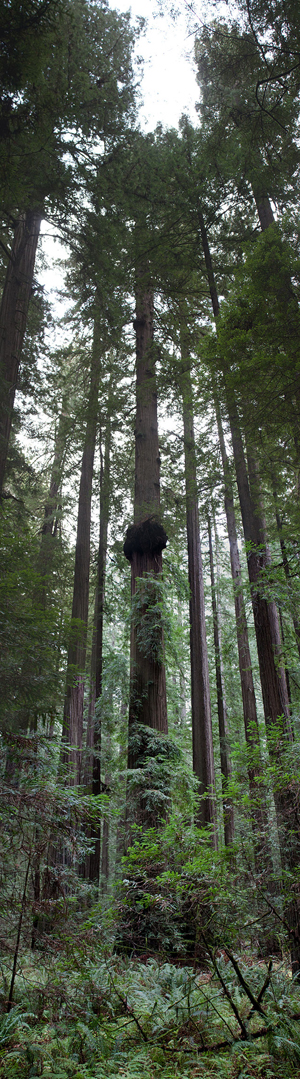 Redwood with a large burl in Humboldt Redwoods State Park south of Eureka, California. The park contains the Rockefeller Forest, the world's largest remaining contiguous old-growth forest of coastal redwoods. Photo by WolfmanSF, Creative Commons by ShareAlike 3.0 License.