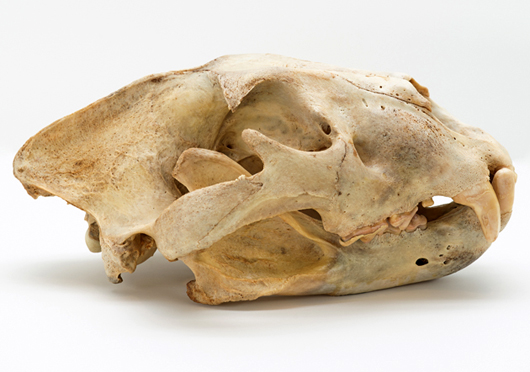 This skull of an African Lion, a relative of the American Lion that has been found in Southeastern United States, is one of many fossils on display at the South Carolina Museum’s natural history exhibit, South Carolina Unearthed. Image courtesy of the museum.