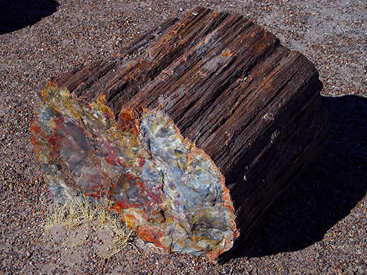 A petrified log at Petrified Forest National Park in Arizona. Image by Jon Sullivan, courtesy of Wikimedia Commons.