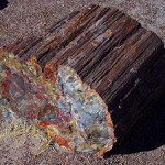 A petrified log at Petrified Forest National Park in Arizona. Image by Jon Sullivan, courtesy of Wikimedia Commons.