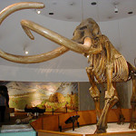 Skeleton of Columbian mammoth, Mammuthus columbi, in the George C. Page Museum at the La Brea Tar Pits, Los Angeles. Image by Wolfman SF. This file is licensed under the Creative Commons Attribution-ShareAlike 3.0 Unported license.