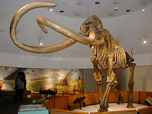 Skeleton of Columbian mammoth, Mammuthus columbi, in the George C. Page Museum at the La Brea Tar Pits, Los Angeles. Image by Wolfman SF. This file is licensed under the Creative Commons Attribution-ShareAlike 3.0 Unported license.