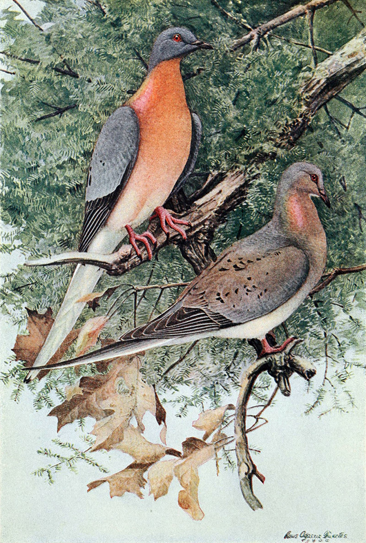 An illustration of passenger pigeons by American ornithologist, illustrator and artist Louis Agassiz Fuertes (1874-1927). Image courtesy of Wikimedia Commons.