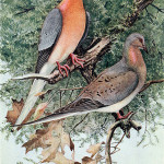 An illustration of passenger pigeons by American ornithologist, illustrator and artist Louis Agassiz Fuertes (1874-1927). Image courtesy of Wikimedia Commons.