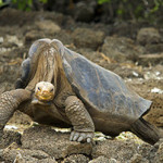 This Pinta Island tortoise (Chelonoidis nigra abingdoni), nicknamed Lonesome George, died in 2012. Image by Arturo de Frias Marques. This file is licensed under the Creative Commons Attribution-ShareAlike 3.0 Unported license.