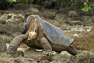This Pinta Island tortoise (Chelonoidis nigra abingdoni), nicknamed Lonesome George, died in 2012. Image by Arturo de Frias Marques. This file is licensed under the Creative Commons Attribution-ShareAlike 3.0 Unported license.