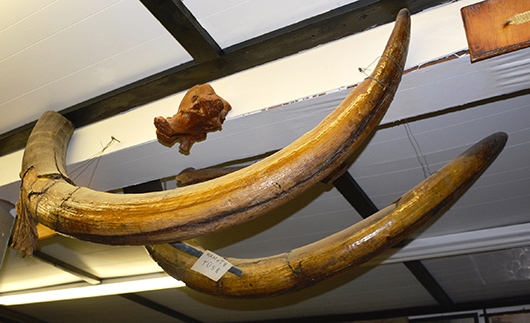 Mammoth tusks from collection of Eastern Colorado Genoa Tower Museum. Bruhns image