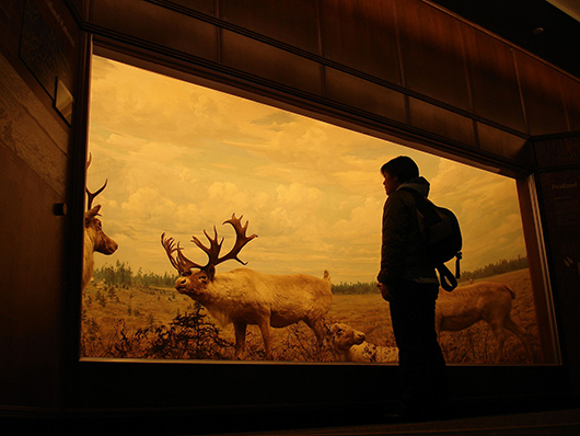  A diorama in the Mammal Collection, Bell Museum of Natural History. Photo by Paul Carroll. Licensed under Creative Commons Attribution 2.0 via Wikimedia Commons
