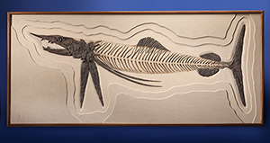 The Cretaceous era fossil, known as Protosphyraena nitida, measures about 8 feet from sword to tail fin. Heritage Auctions image.